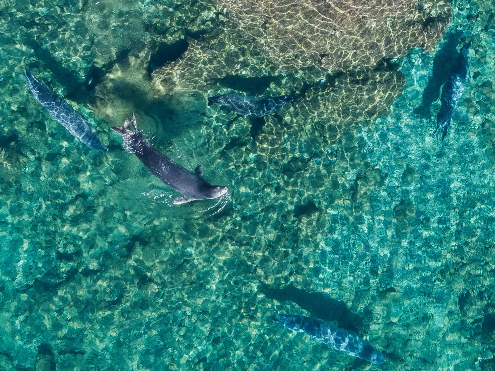 monk-seals-Formicula