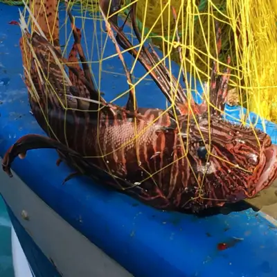 pick-the-alien-market-research