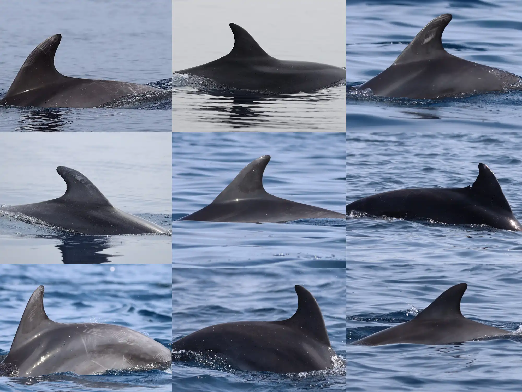 bottlenose-dolphins-individuals