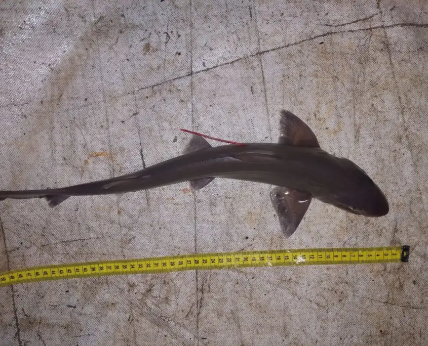 name-shark-0359-MM-KOR-310722-B11-013