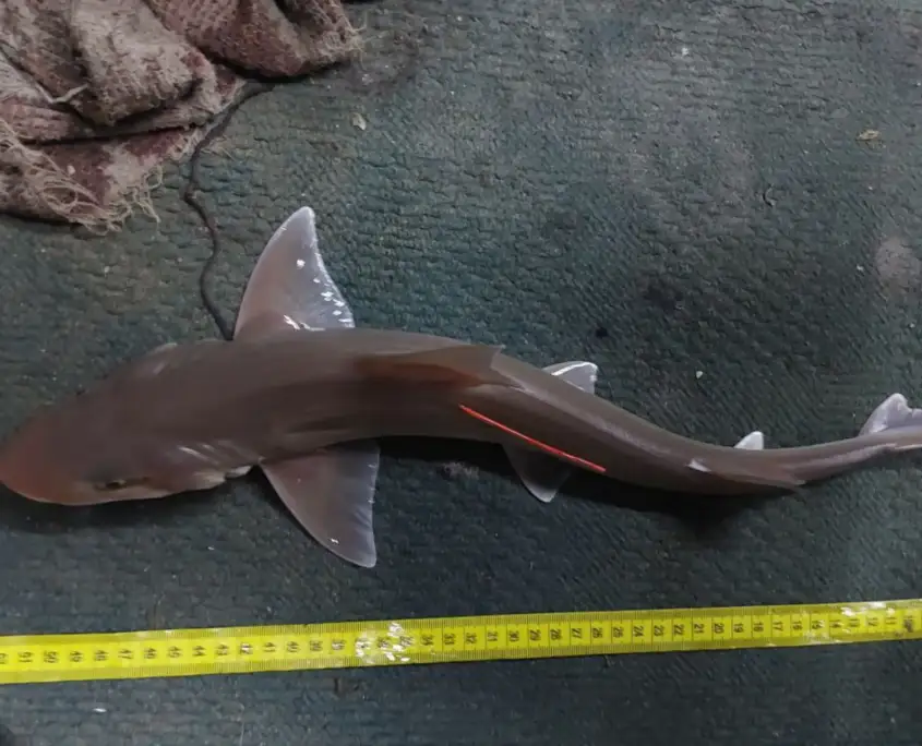 name-shark-0616-MM-KOR-310723-B11-010