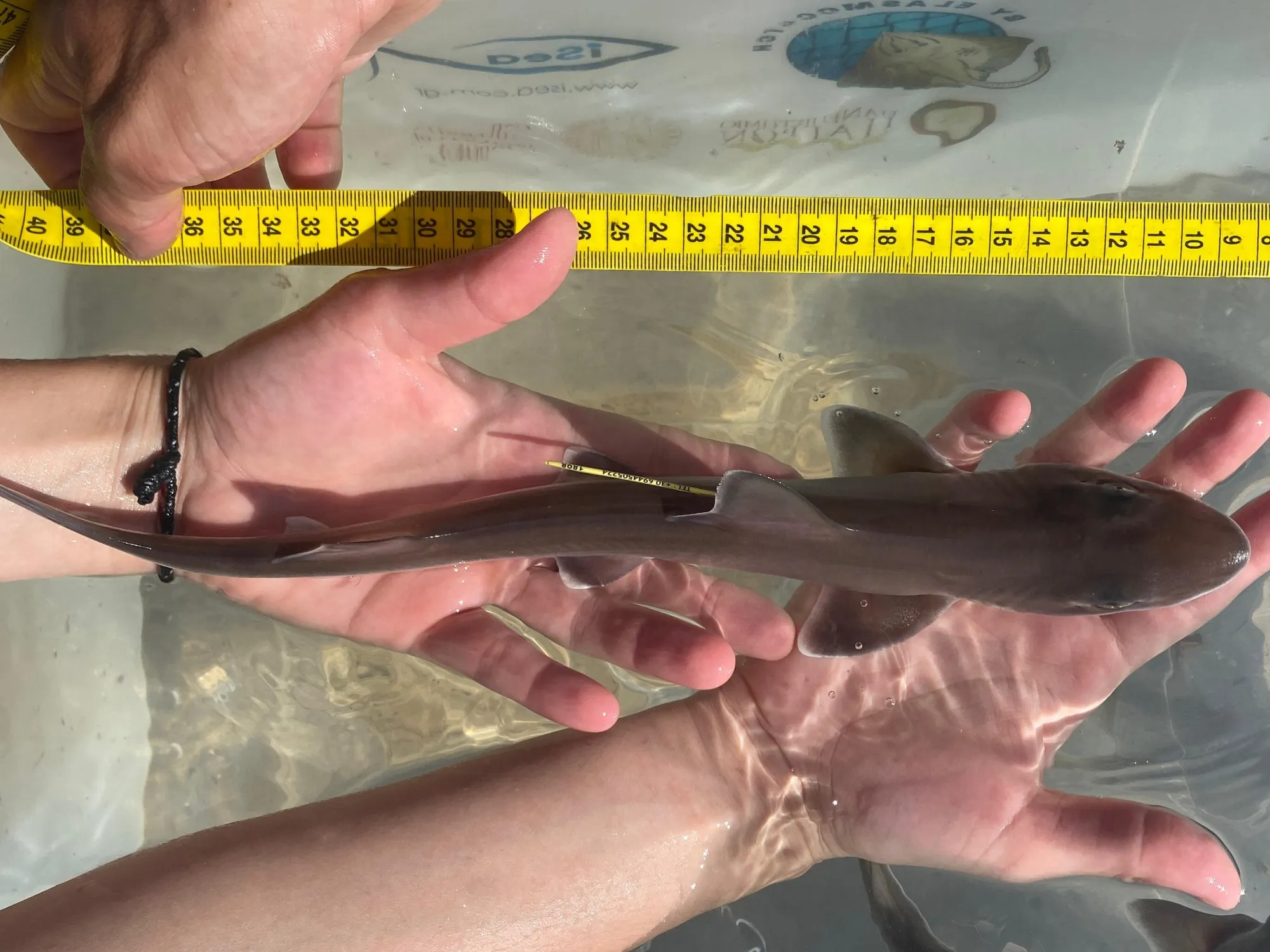 name-shark-1898-MM-KOR-130525-B56-002