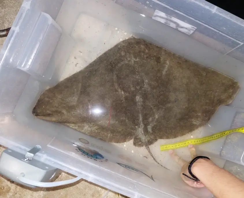 name-shark-or-a-ray-0406-GA-KOR-010824-B74-001