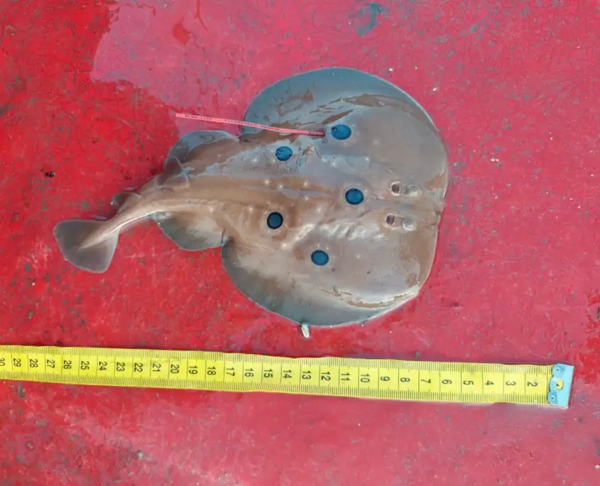 name-shark-or-a-ray-0526-TT-MPO-220722-B21-002