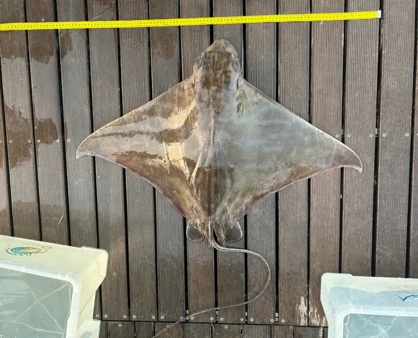 name-shark-or-a-ray-0647-AB-KOP-051023-B102-002