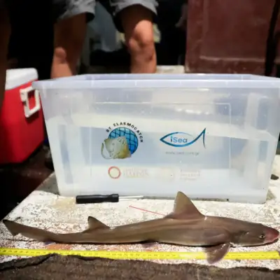 name-shark-or-a-ray-page