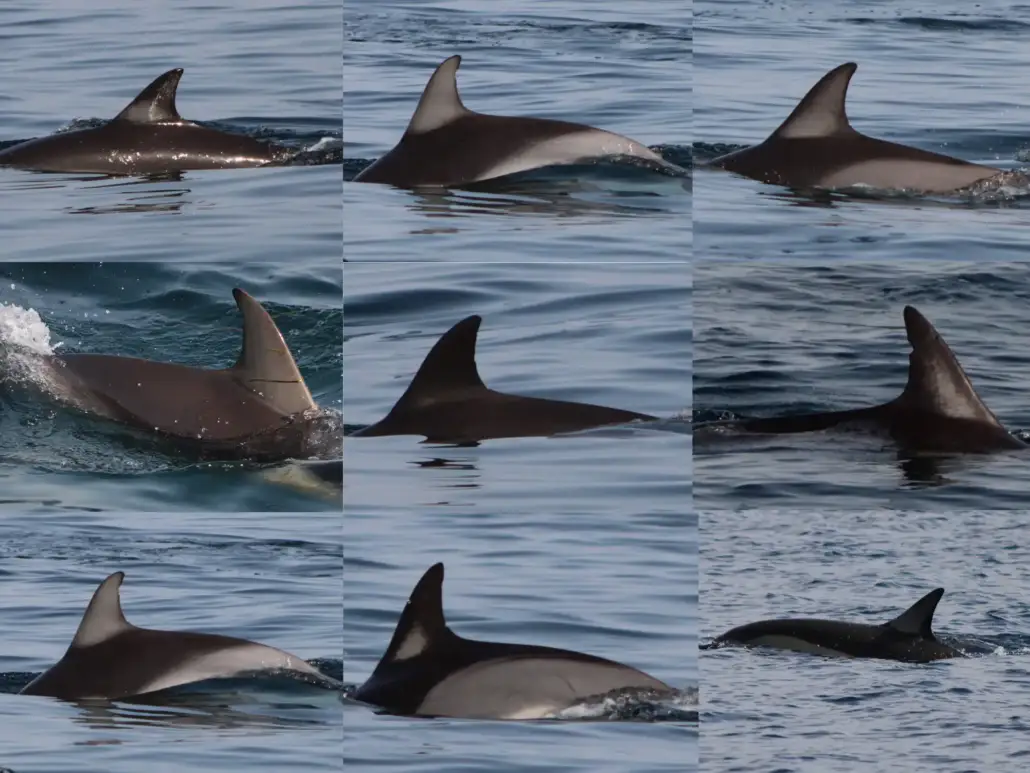 short-beaked-common-dolphins-individuals