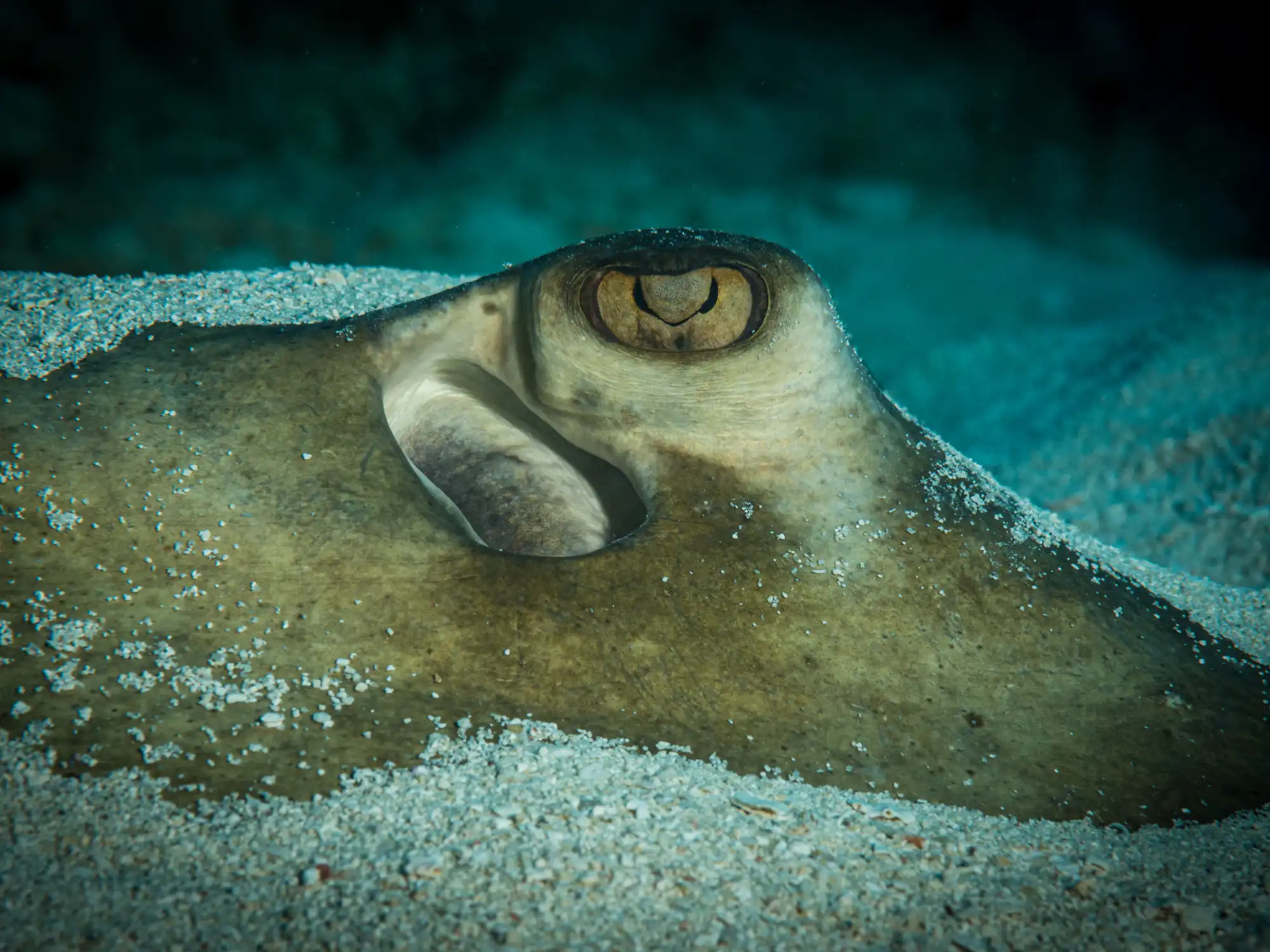 European-Elasmobranch-Association-Conference-2024