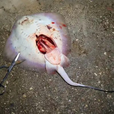 join-us-in-amvrakikos-stomach-content-analysis-on-sharks-and-rays