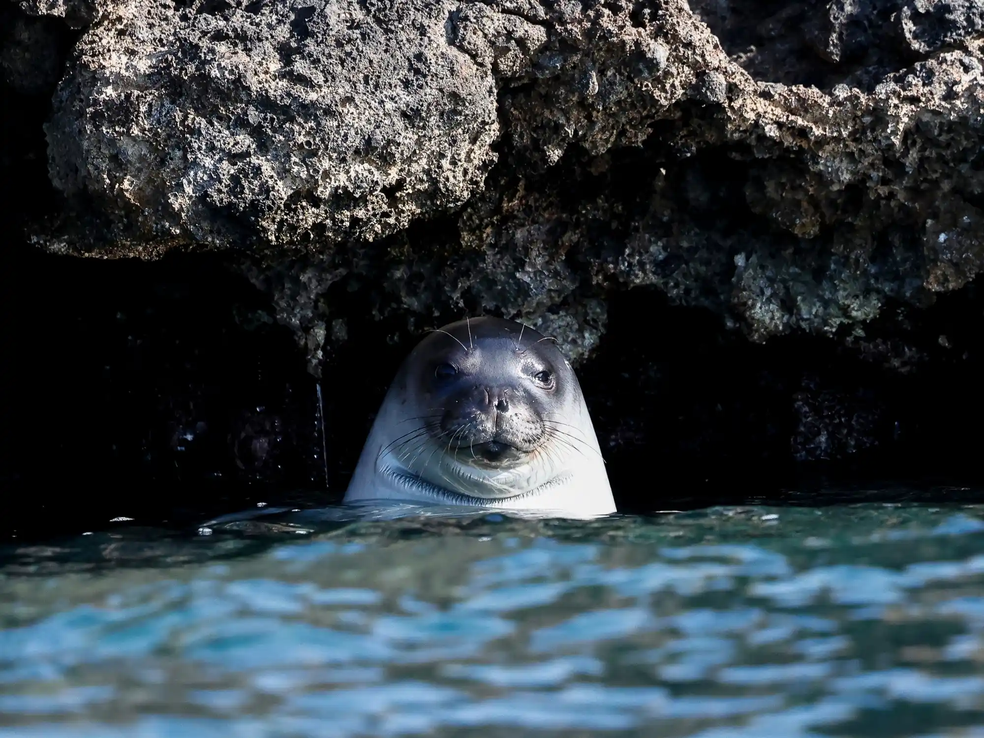 monk-seal-formicula