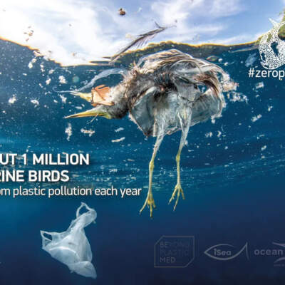 Banner: Marine Birds