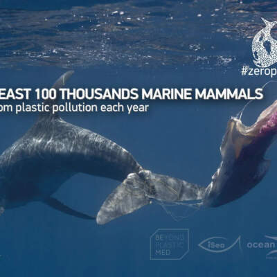 Banner: Marine Mammals
