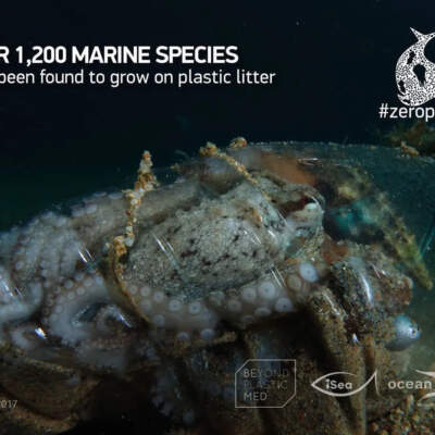 Banner: Marine Species