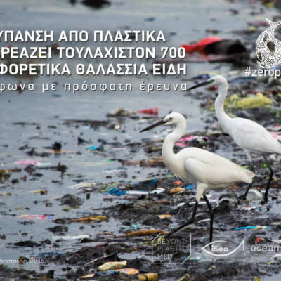 Σημαία: Πουλιά