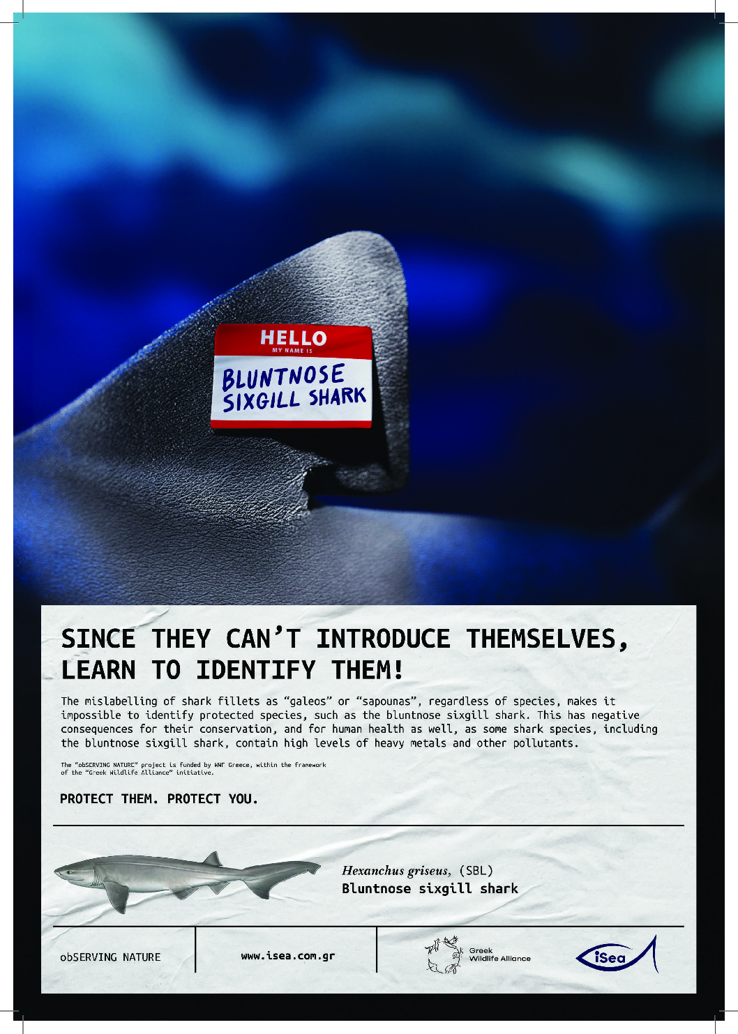 Learn to identify them! The sixgill shark