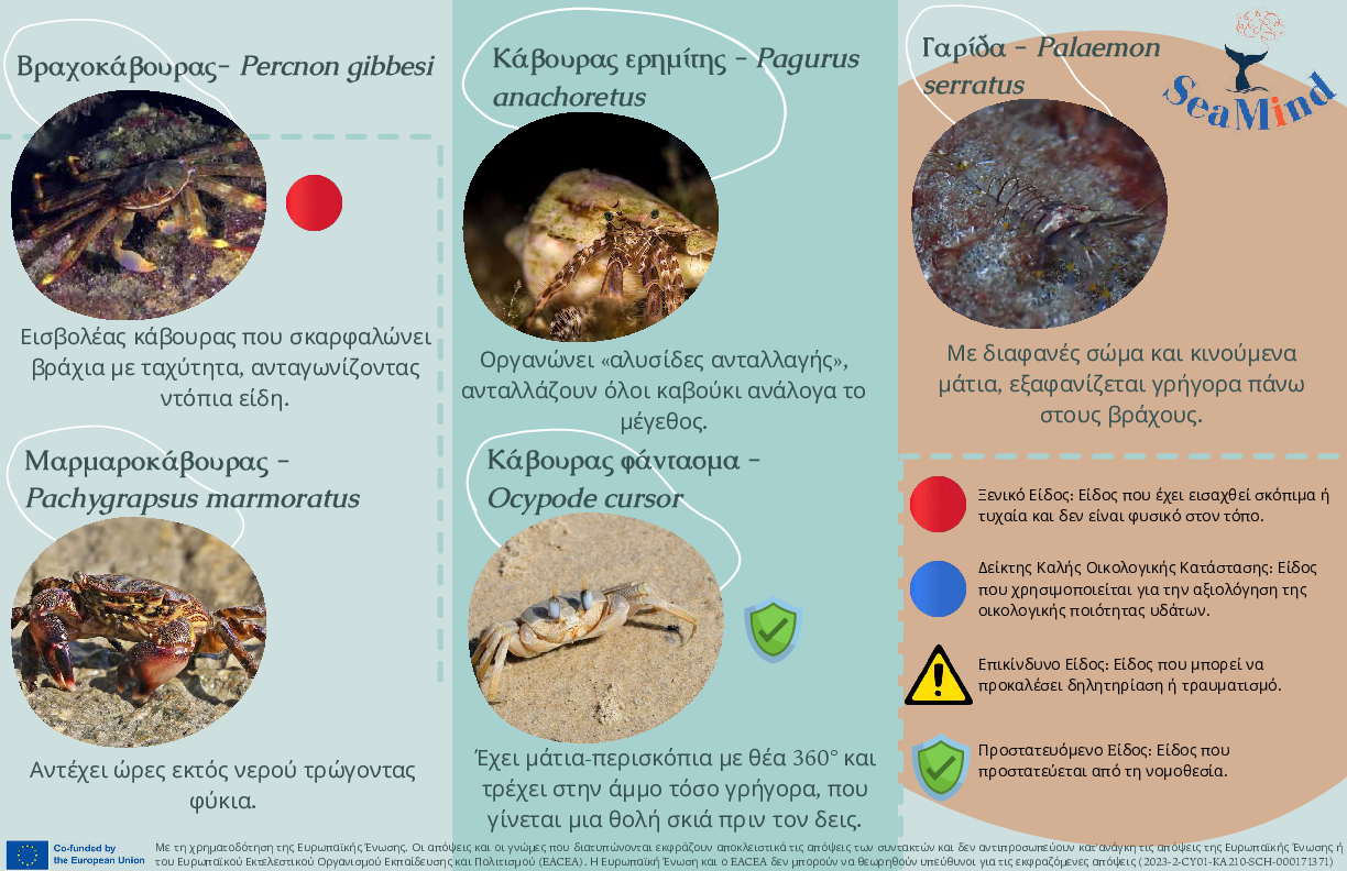Οδηγοί SEAMIND