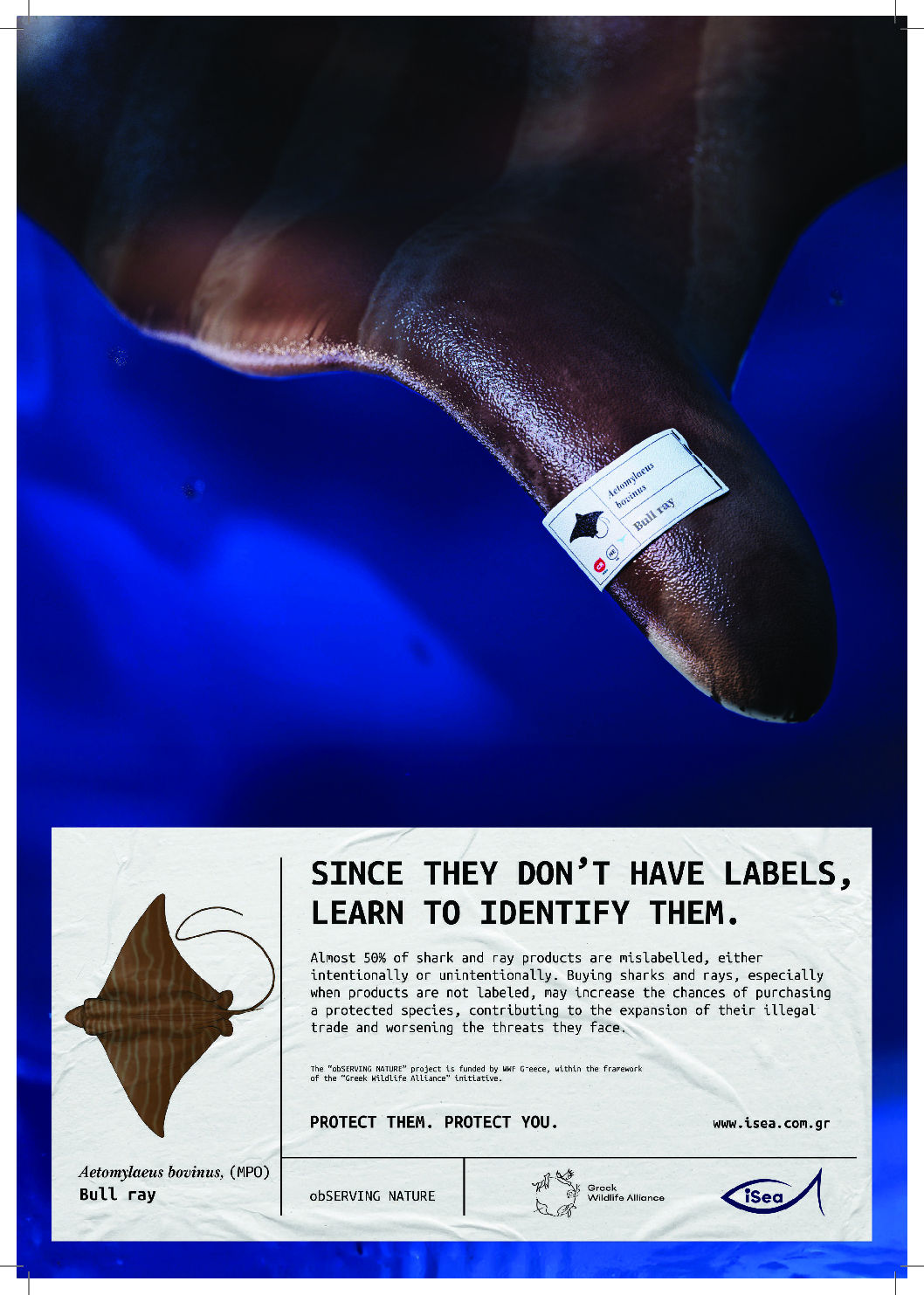 Learn to identify them! The bull ray