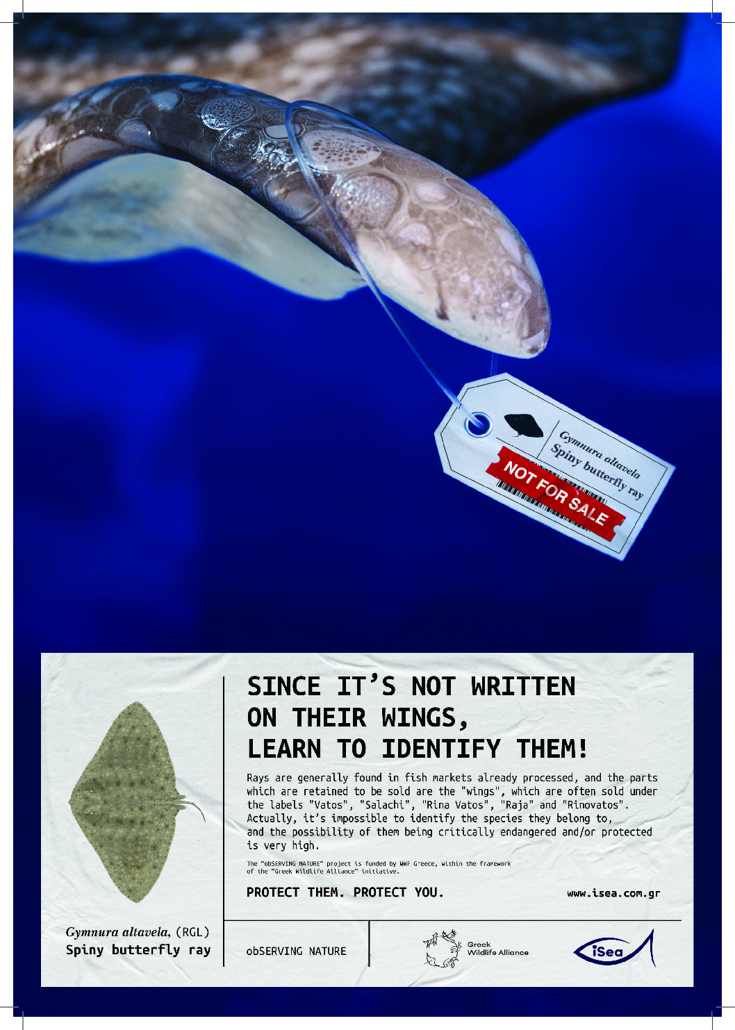 Learn to identify them! The spiny butterfly ray