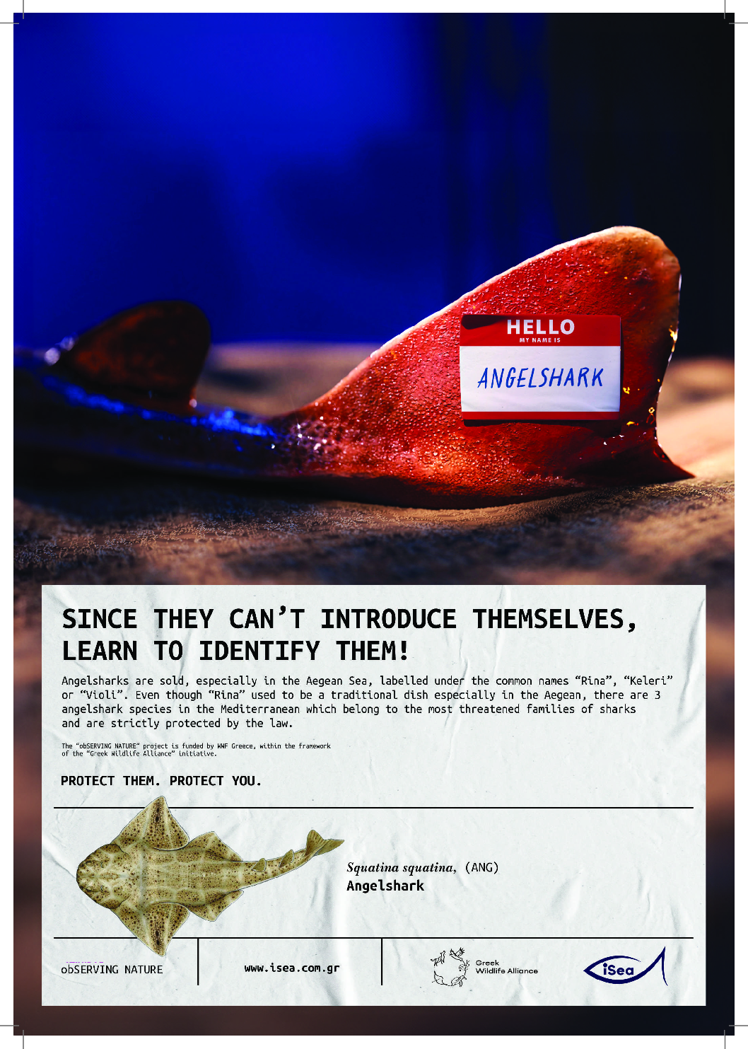 Learn to identify them! The angel shark