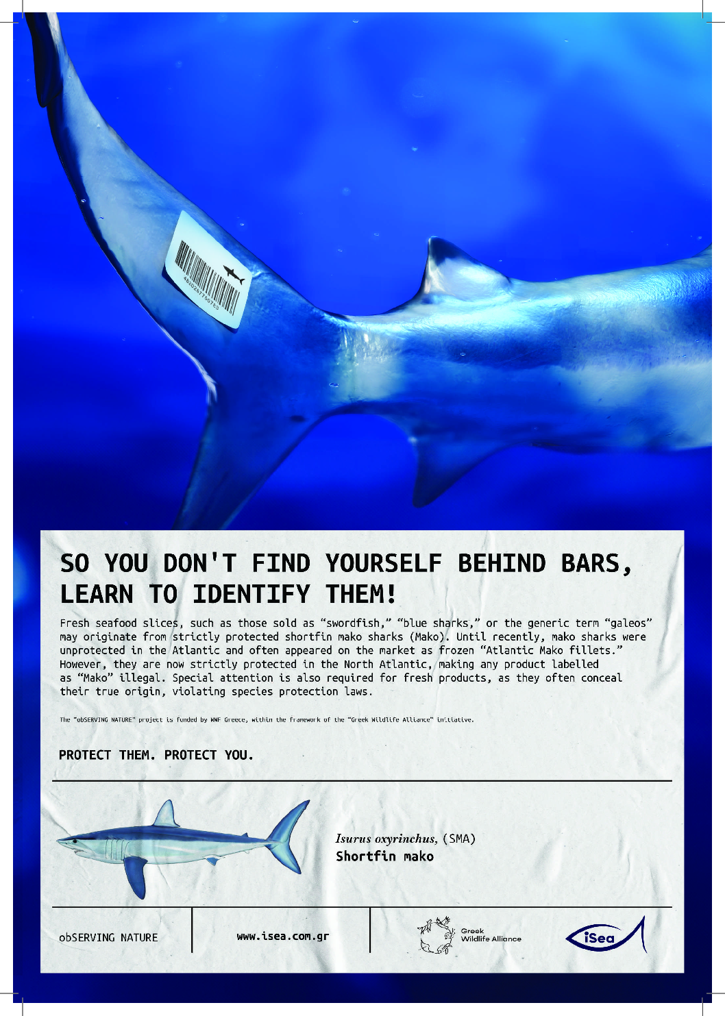 Learn to identify them! The shortfin mako
